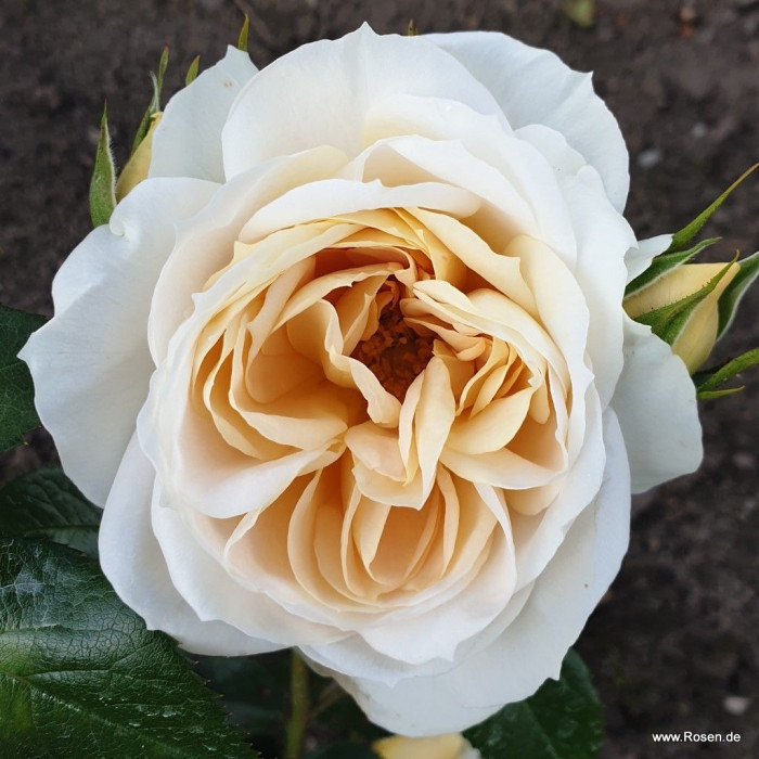LIONS-ROSE® LIONS-ROSE®